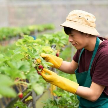 Il governo britannico conferma 45.000 visti per lavoratori stagionali per il 2025